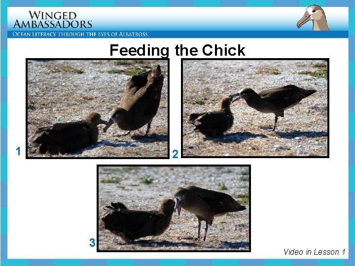 Feeding the Chick 1 2 3 Video in Lesson 1 