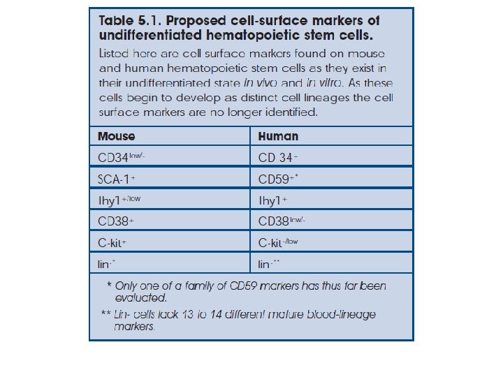 Course Stem Cell Biology Tissue Engineering HEMATOPOIETIC STEM