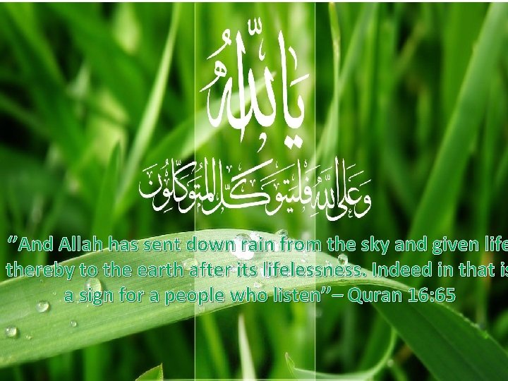 ‘’And Allah has sent down rain from the sky and given life thereby to
