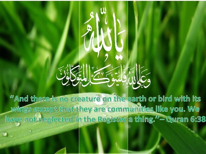 ‘’And there is no creature on the earth or bird with its wings except