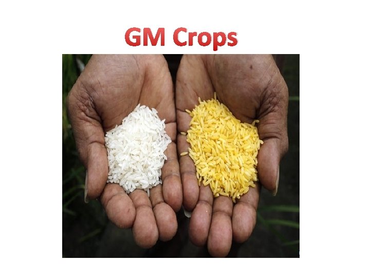 GM Crops 