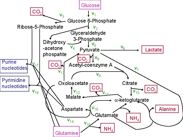 Glucose CO 2 v 1 Glucose 6 -Phosphate Ribose-5 -Phosphate v 2 Glyceraldehyde 3