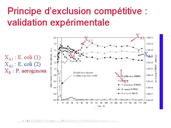 Principe d’exclusion compétitive : validation expérimentale XA 1 : E. coli (1) XA 2