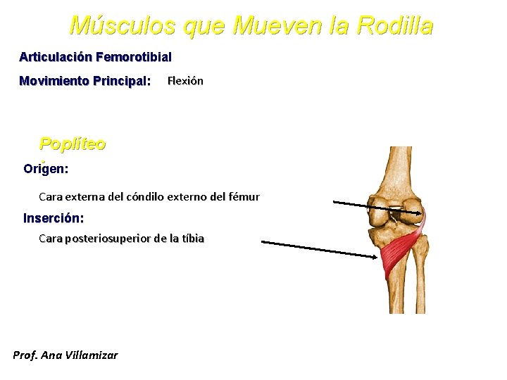 Músculos que Mueven la Rodilla Articulación Femorotibial Movimiento Principal: Flexión Poplíteo : Origen: Cara