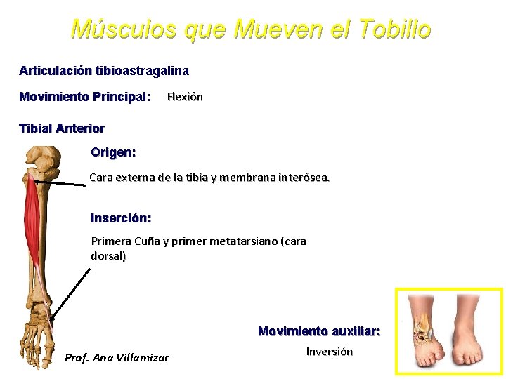 Músculos que Mueven el Tobillo Articulación tibioastragalina Movimiento Principal: Flexión Tibial Anterior Origen: Cara