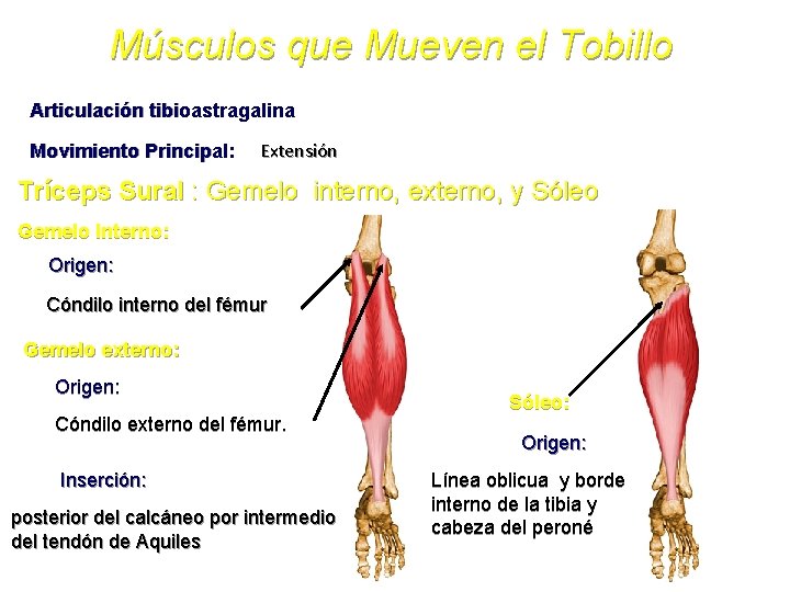 Músculos que Mueven el Tobillo Articulación tibioastragalina Movimiento Principal: Extensión Tríceps Sural : Gemelo