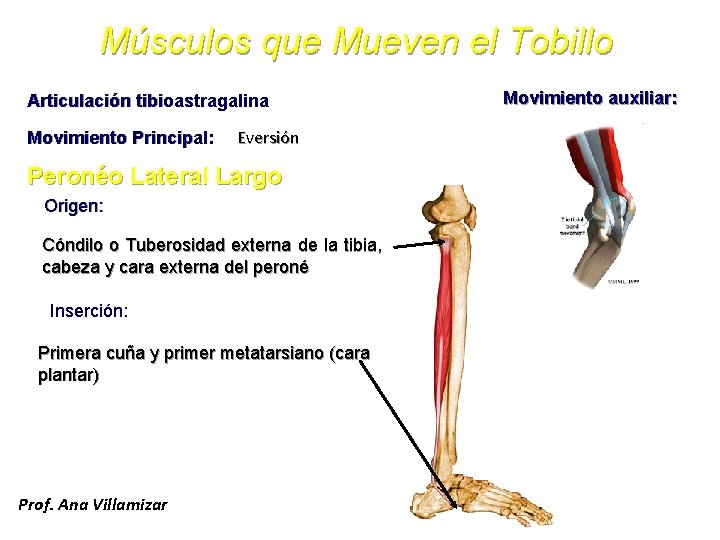 Músculos que Mueven el Tobillo Articulación tibioastragalina Movimiento Principal: Eversión Peronéo Lateral Largo Origen: