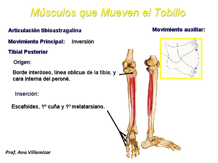 Músculos que Mueven el Tobillo Articulación tibioastragalina Movimiento Principal: Inversión Tibial Posterior Origen: Borde