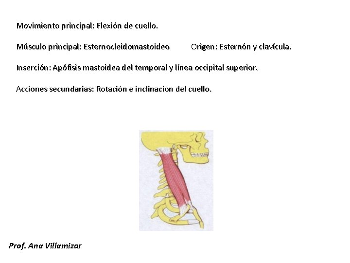 Movimiento principal: Flexión de cuello. Músculo principal: Esternocleidomastoideo Origen: Esternón y clavícula. Inserción: Apófisis