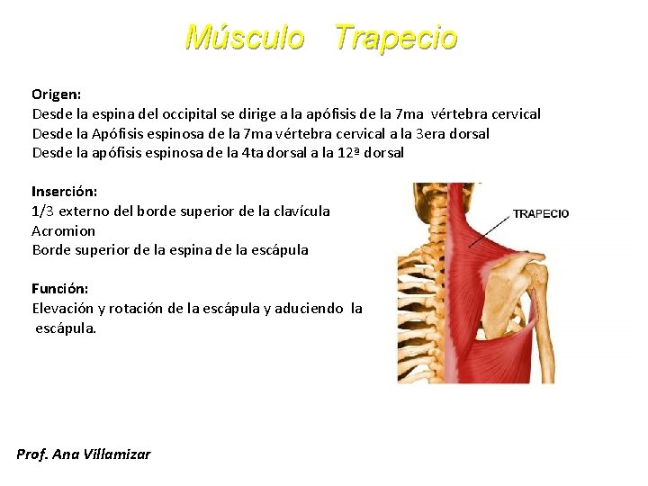 Músculo Trapecio Origen: Desde la espina del occipital se dirige a la apófisis de