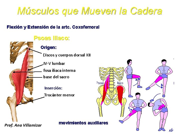 Músculos que Mueven la Cadera Flexión y Extensión de la artc. Coxofemoral Psoas Iliaco: