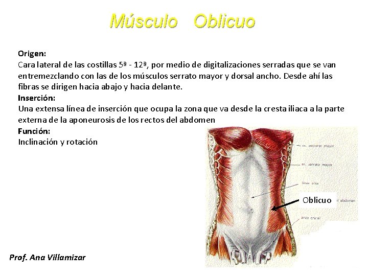 Músculo Oblicuo Origen: Cara lateral de las costillas 5ª - 12ª, por medio de