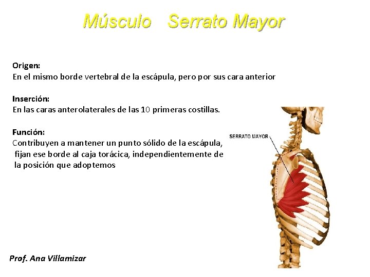 Músculo Serrato Mayor Origen: En el mismo borde vertebral de la escápula, pero por