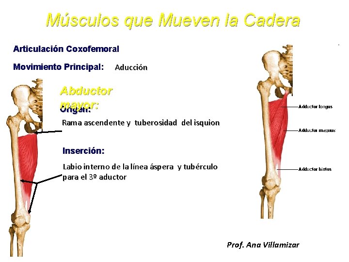 Músculos que Mueven la Cadera Articulación Coxofemoral Movimiento Principal: Aducción Abductor mayor: Origen: Rama