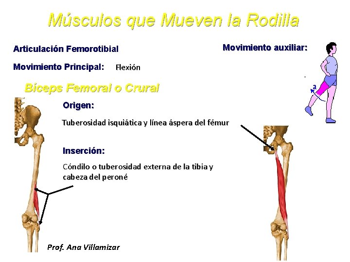 Músculos que Mueven la Rodilla Articulación Femorotibial Movimiento Principal: Movimiento auxiliar: Flexión Bíceps Femoral