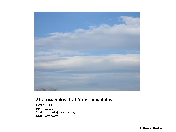 Stratocumulus stratiformis undulatus PATRO: nízké DRUH: kupovitý TVAR: rozprostírající se do vrstvy ODRŮDA: vlnovitý