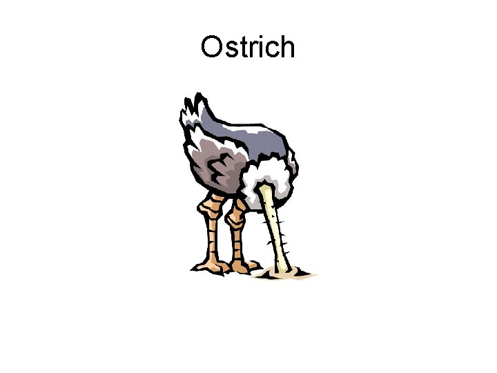 Ostrich 