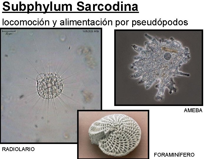 Subphylum Sarcodina locomoción y alimentación por pseudópodos AMEBA RADIOLARIO FORAMINÍFERO 