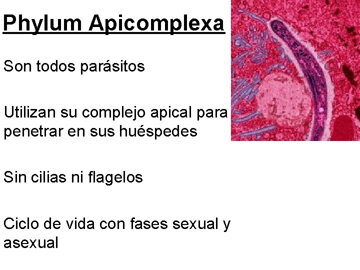 Phylum Apicomplexa Son todos parásitos Utilizan su complejo apical para penetrar en sus huéspedes