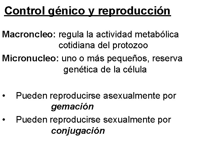 Control génico y reproducción Macroncleo: regula la actividad metabólica cotidiana del protozoo Micronucleo: uno