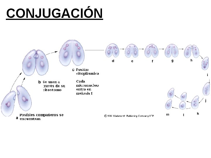 CONJUGACIÓN 