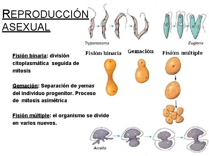 REPRODUCCIÓN ASEXUAL Fisión binaria: división citoplasmática seguida de mitosis Gemación: Separación de yemas del