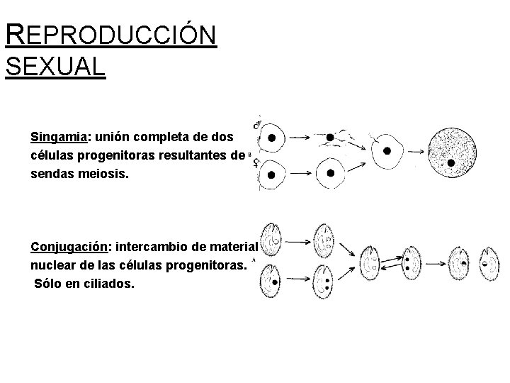 REPRODUCCIÓN SEXUAL Singamia: unión completa de dos células progenitoras resultantes de sendas meiosis. Conjugación: