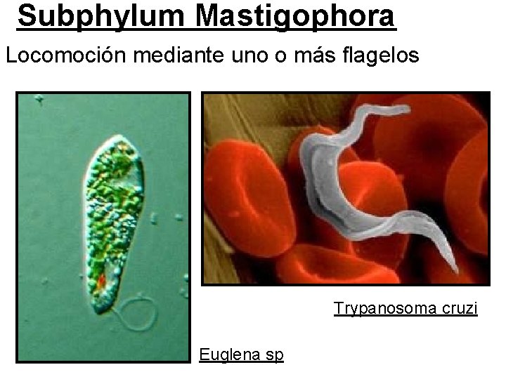 Subphylum Mastigophora Locomoción mediante uno o más flagelos Trypanosoma cruzi Euglena sp 