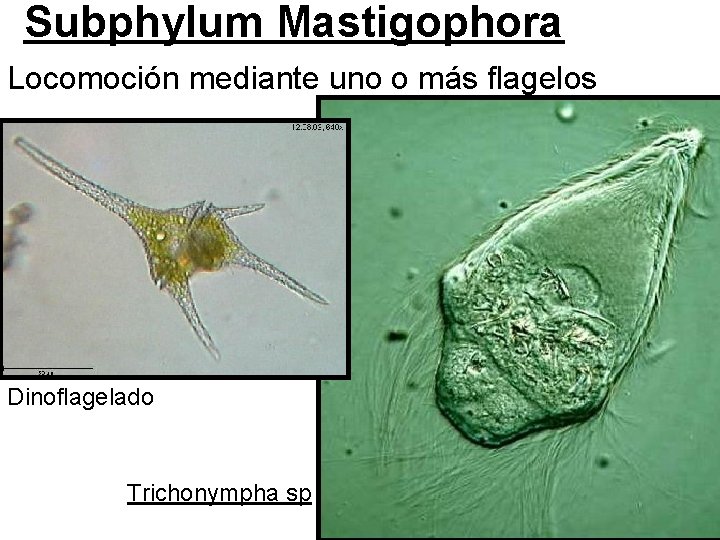 Subphylum Mastigophora Locomoción mediante uno o más flagelos Dinoflagelado Trichonympha sp 