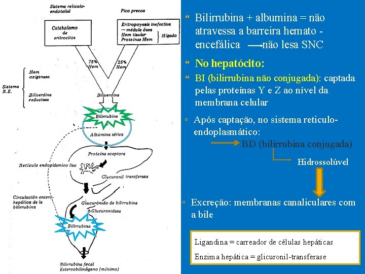  Bilirrubina + albumina = não atravessa a barreira hemato encefálica não lesa SNC