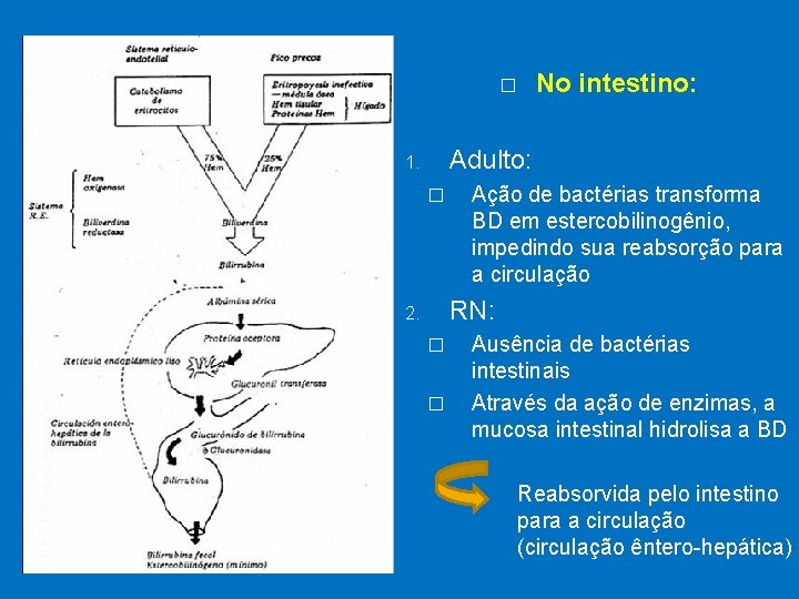 � No intestino: Adulto: 1. � Ação de bactérias transforma BD em estercobilinogênio, impedindo