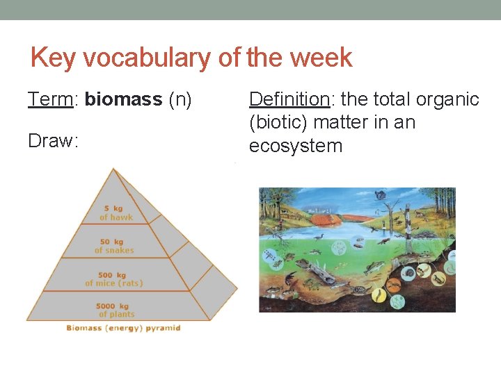 Key vocabulary of the week Term: biomass (n) Draw: Definition: the total organic (biotic)