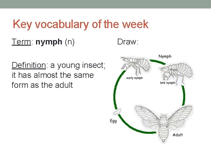 Key vocabulary of the week Term: nymph (n) Definition: a young insect; it has