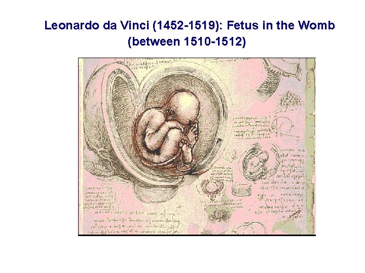 Leonardo da Vinci (1452 -1519): Fetus in the Womb (between 1510 -1512) 
