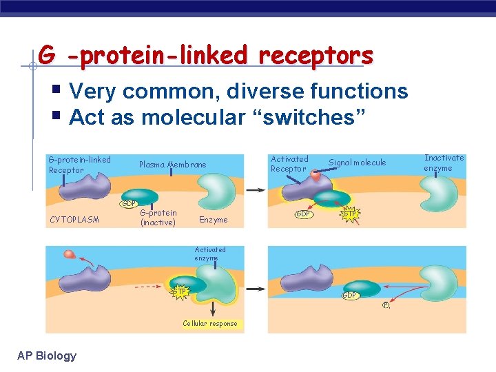 G -protein-linked receptors § Very common, diverse functions § Act as molecular “switches” G-protein-linked