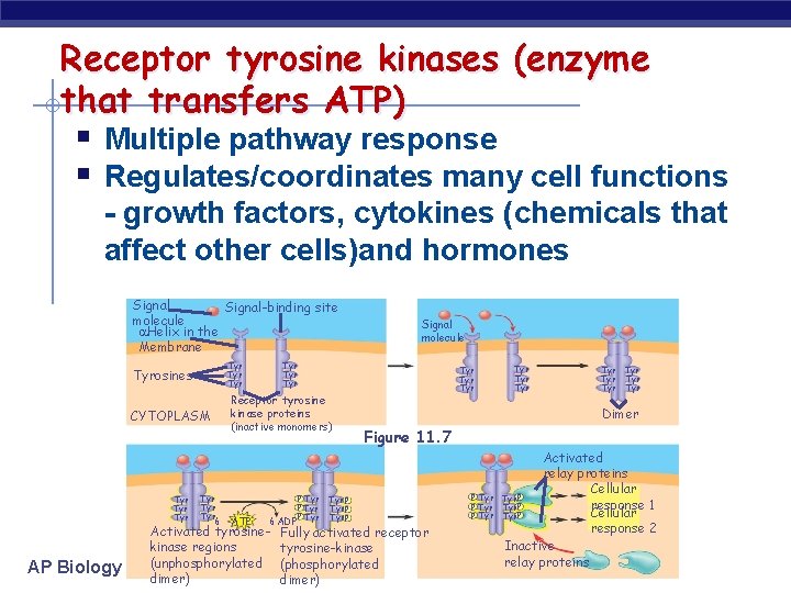 Receptor tyrosine kinases (enzyme that transfers ATP) § Multiple pathway response § Regulates/coordinates many