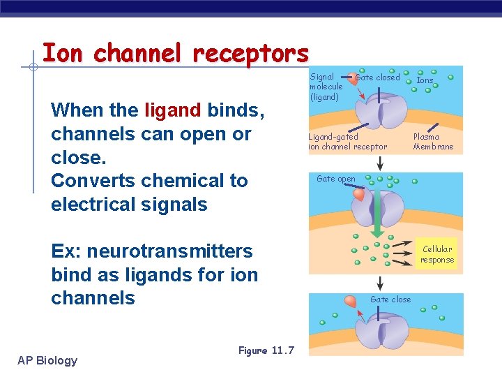 Ion channel receptors When the ligand binds, channels can open or close. Converts chemical