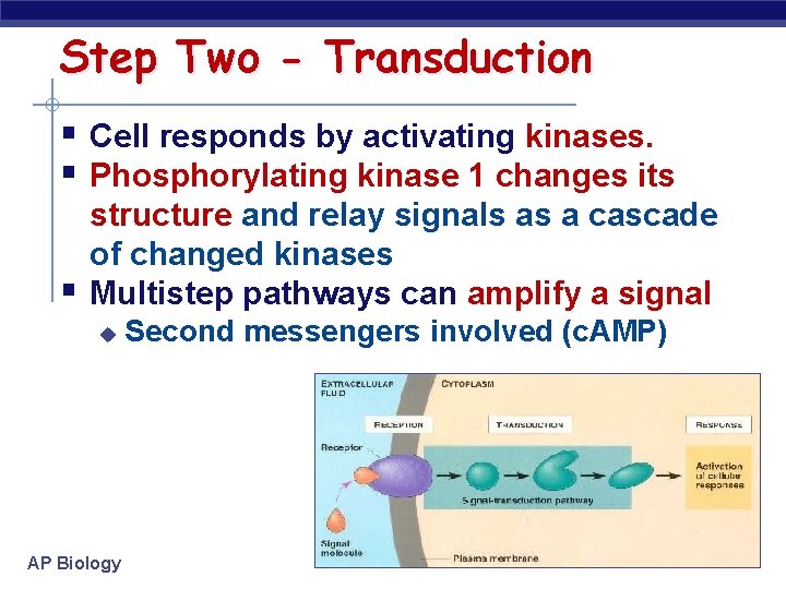 Step Two - Transduction § Cell responds by activating kinases. § Phosphorylating kinase 1
