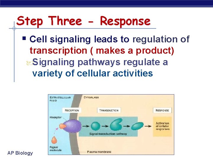 Step Three - Response § Cell signaling leads to regulation of transcription ( makes