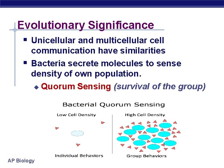 Evolutionary Significance § Unicellular and multicellular cell § communication have similarities Bacteria secrete molecules