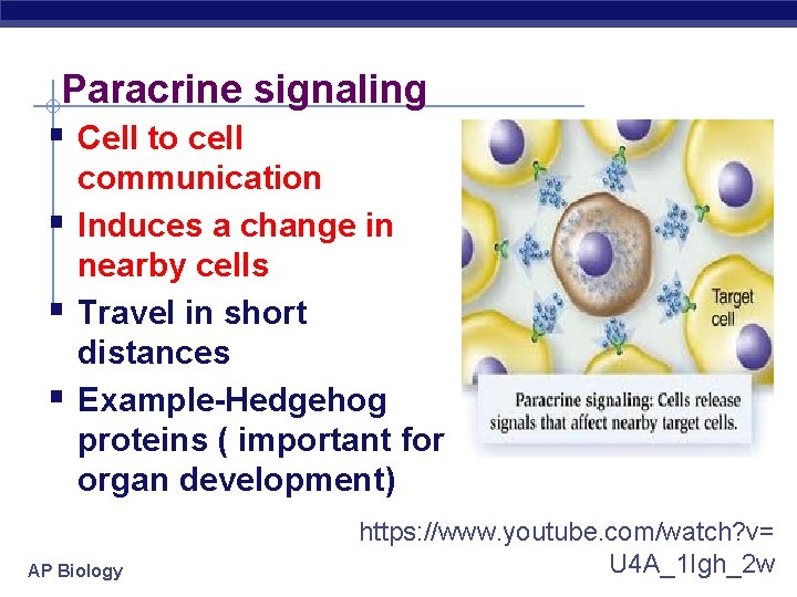 Paracrine signaling § Cell to cell § § § communication Induces a change in
