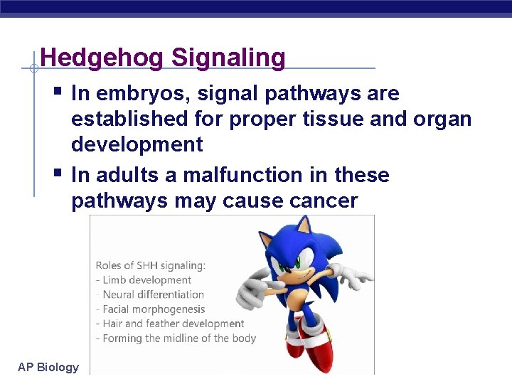 Hedgehog Signaling § In embryos, signal pathways are § established for proper tissue and
