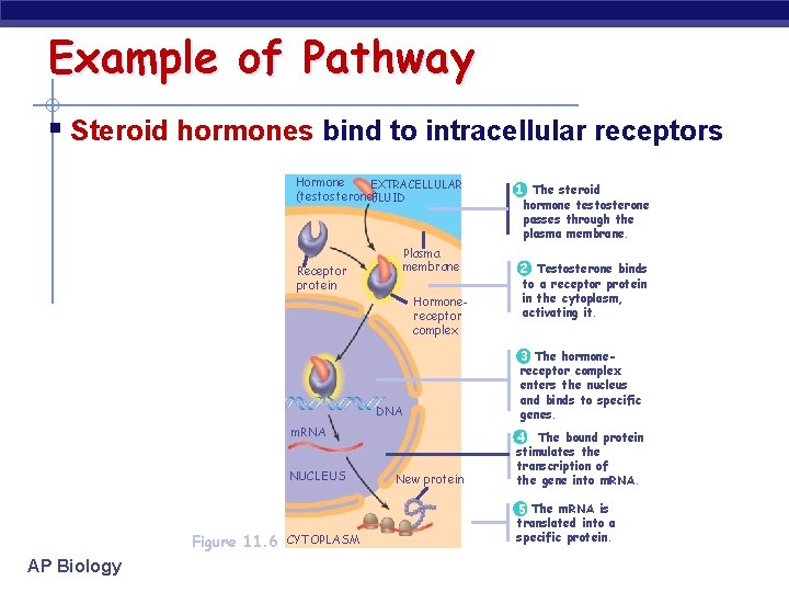 Example of Pathway § Steroid hormones bind to intracellular receptors Hormone EXTRACELLULAR (testosterone) FLUID