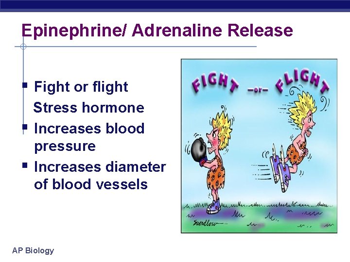 Epinephrine/ Adrenaline Release § Fight or flight Stress hormone § Increases blood pressure §