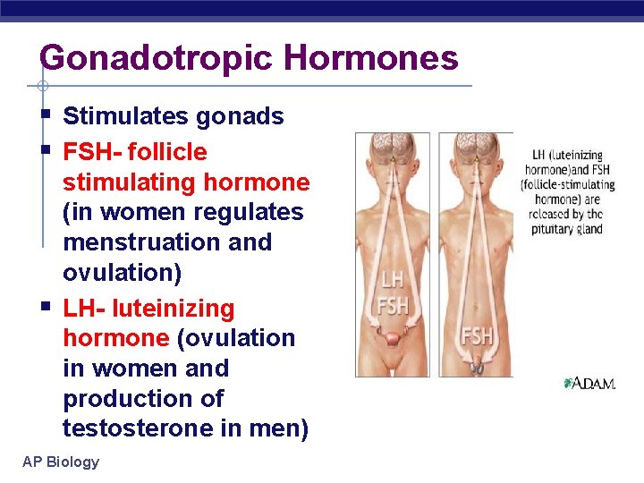 Gonadotropic Hormones § Stimulates gonads § FSH- follicle § stimulating hormone (in women regulates