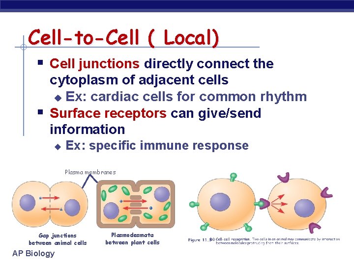 Cell-to-Cell ( Local) § Cell junctions directly connect the § cytoplasm of adjacent cells