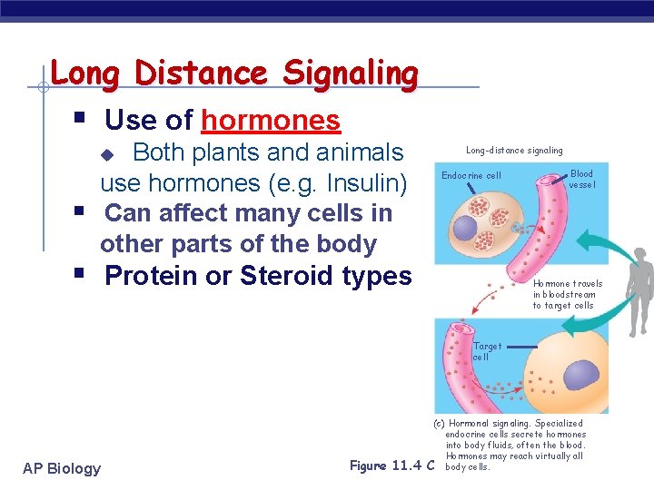 Long Distance Signaling § Use of hormones Both plants and animals use hormones (e.