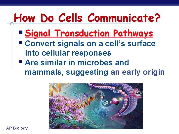 How Do Cells Communicate? § Signal Transduction Pathways § Convert signals on a cell’s
