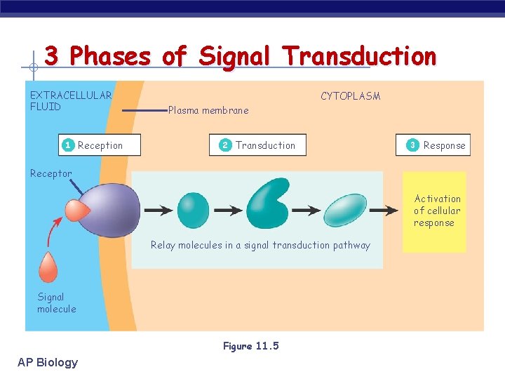 3 Phases of Signal Transduction EXTRACELLULAR FLUID 1 Reception CYTOPLASM Plasma membrane 2 Transduction