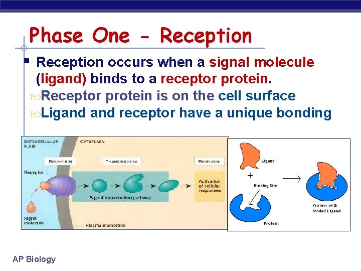 Phase One - Reception § Reception occurs when a signal molecule (ligand) binds to